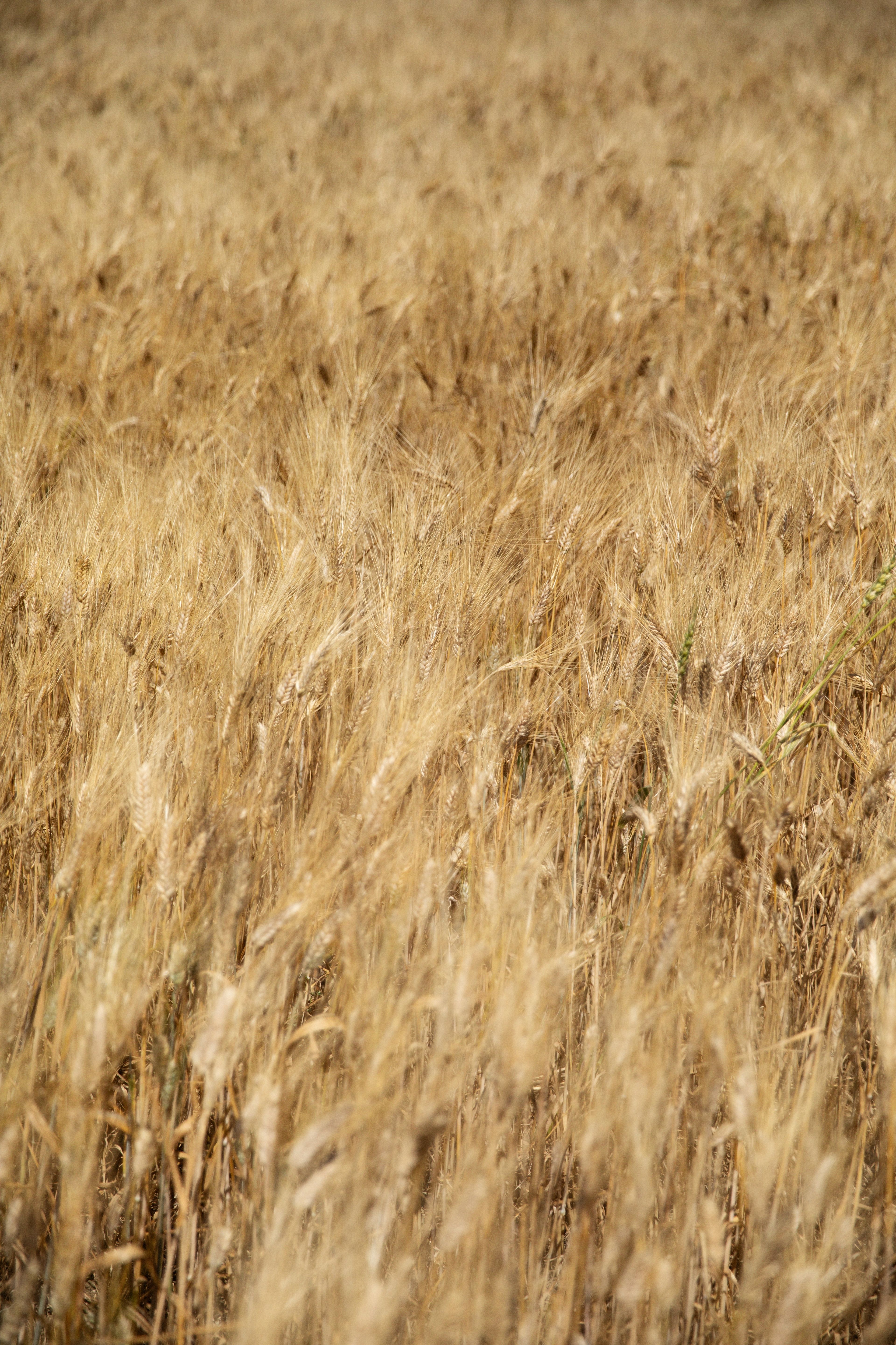 A vast field of golden wheat stalks ready for harvest under bright sunlight.
