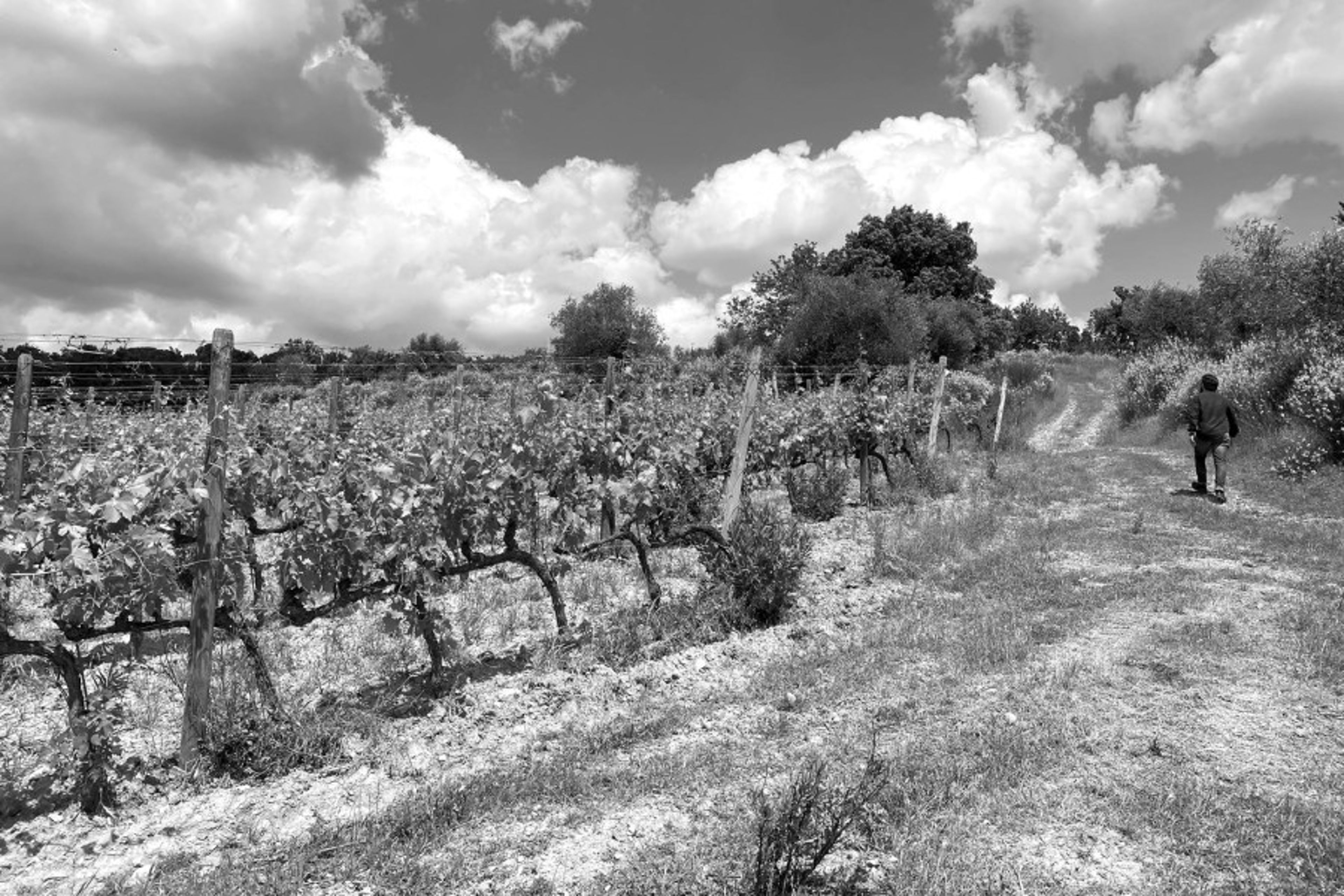 A person walks along a dirt path beside a vineyard under a cloudy sky.