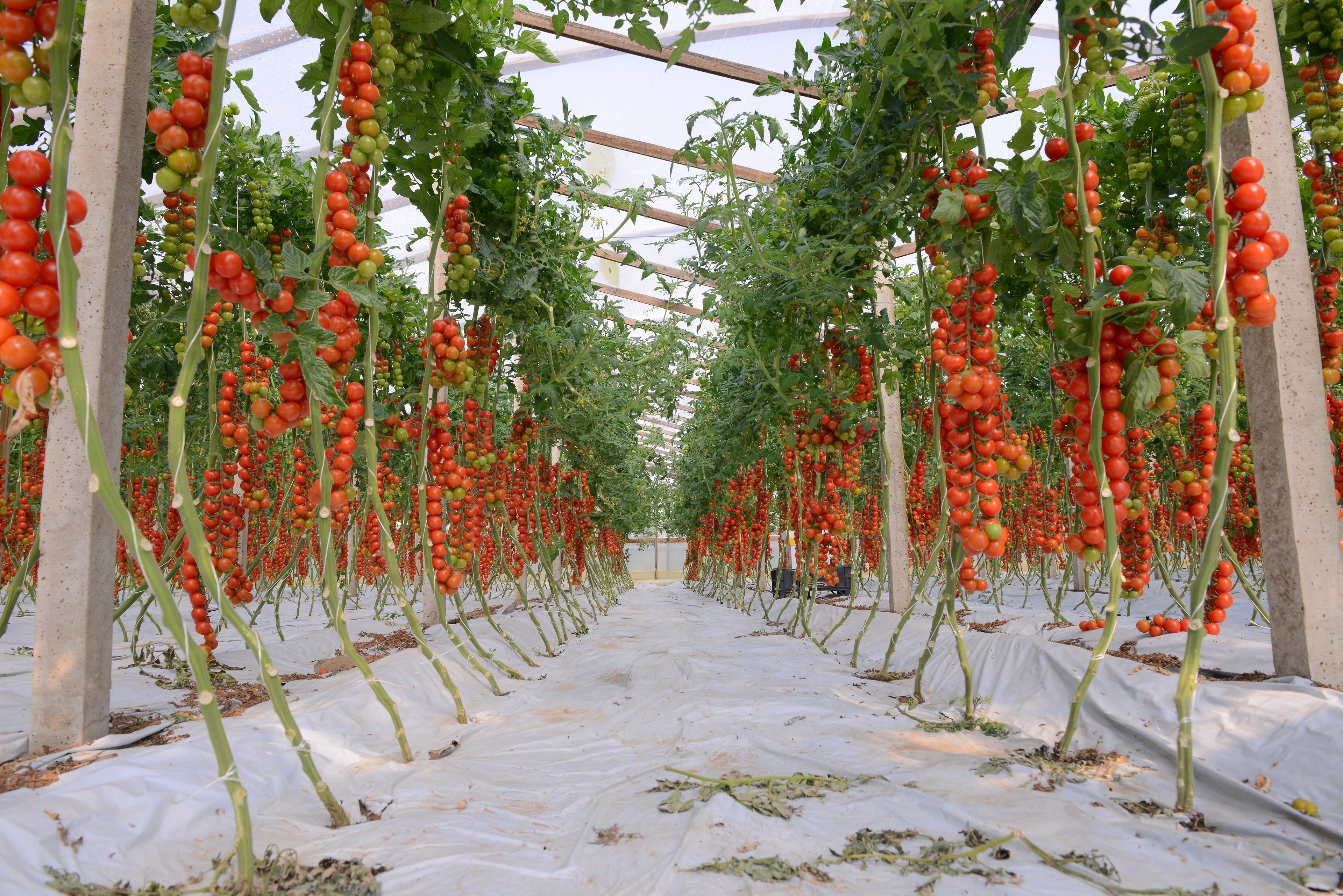 pomoodori siciliani coltivati in serra