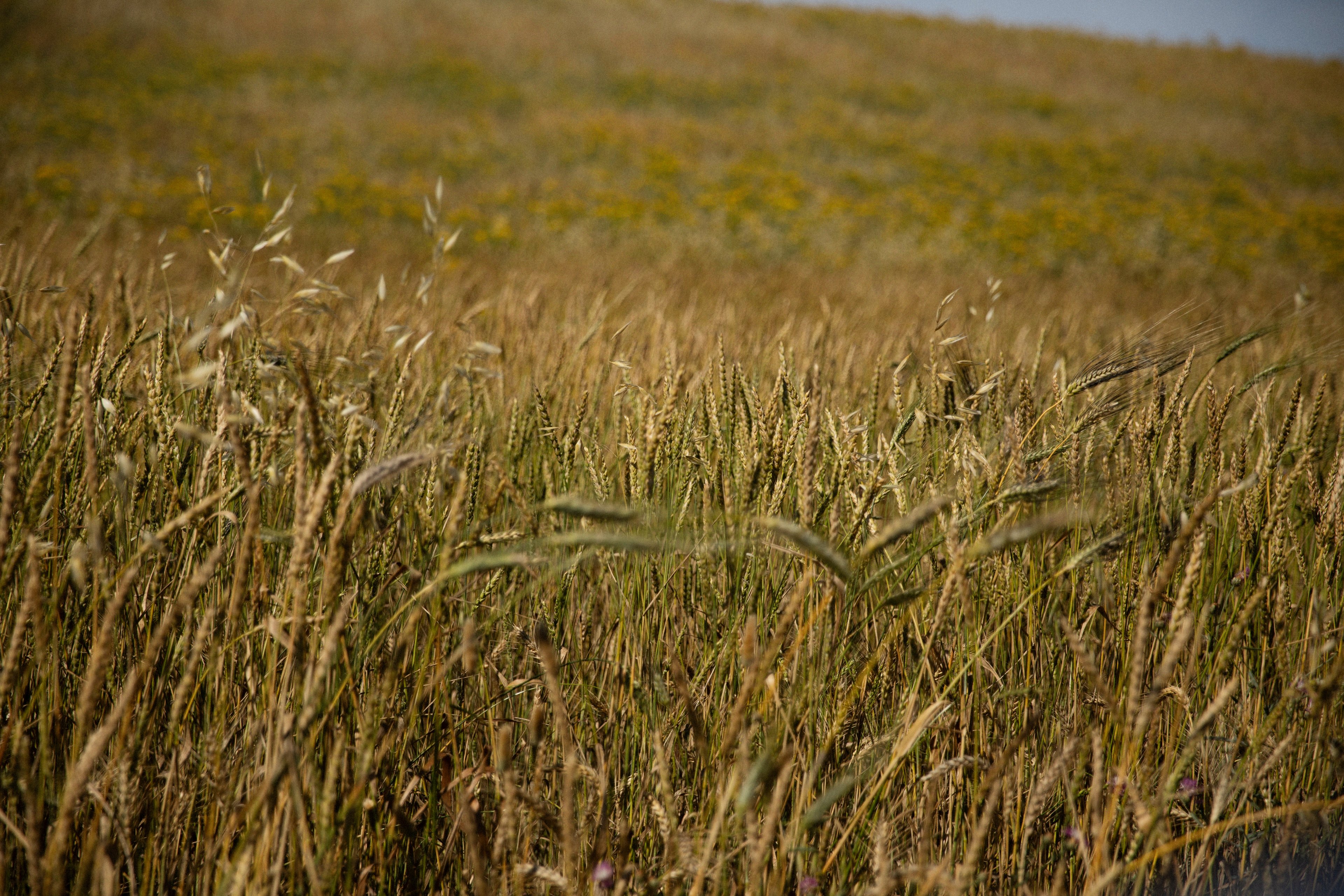 A vast field of golden wheat stretches toward a rolling hill under soft natural light.