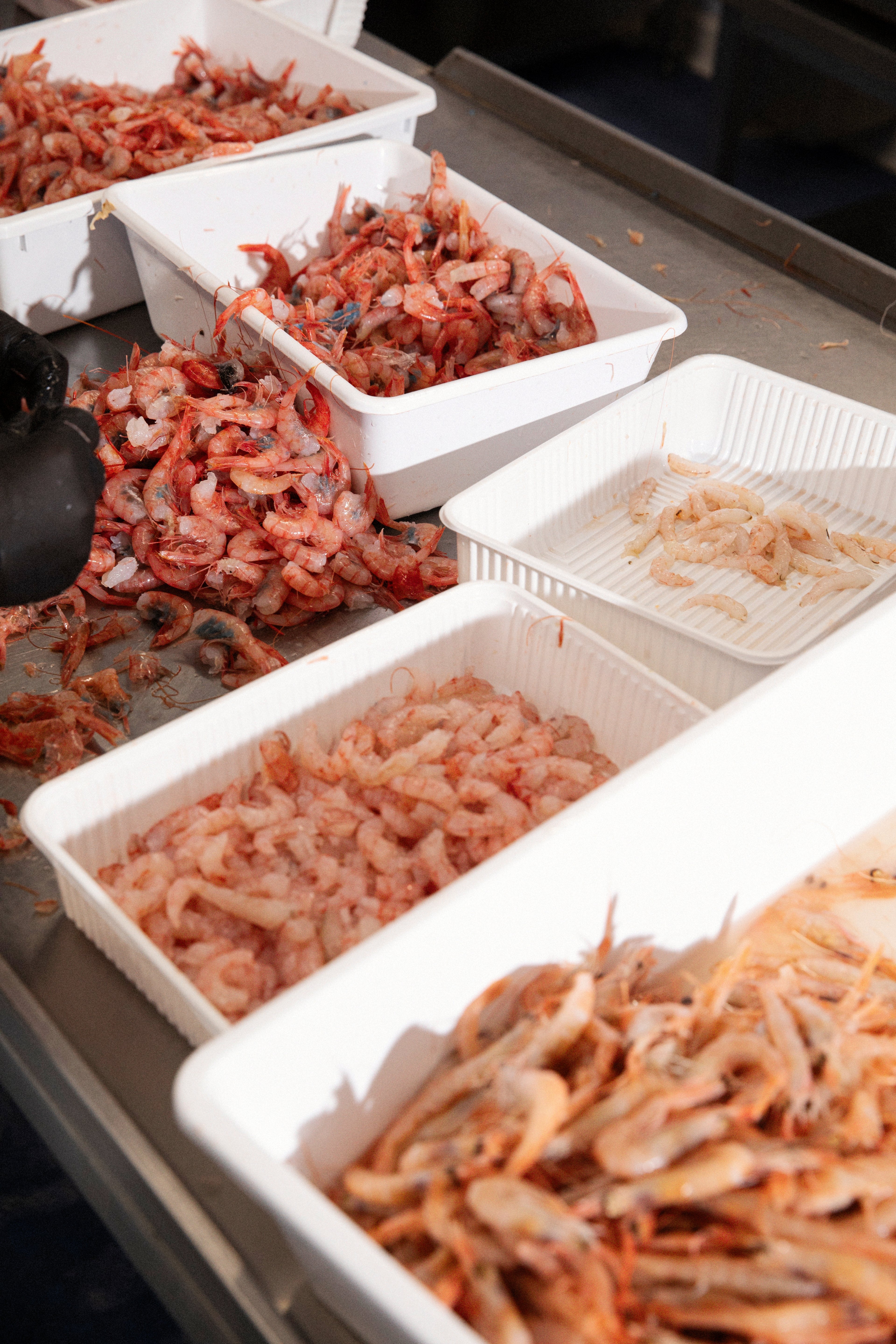 A worker processes fresh shrimp into various white containers on a stainless steel table in a commercial kitchen.