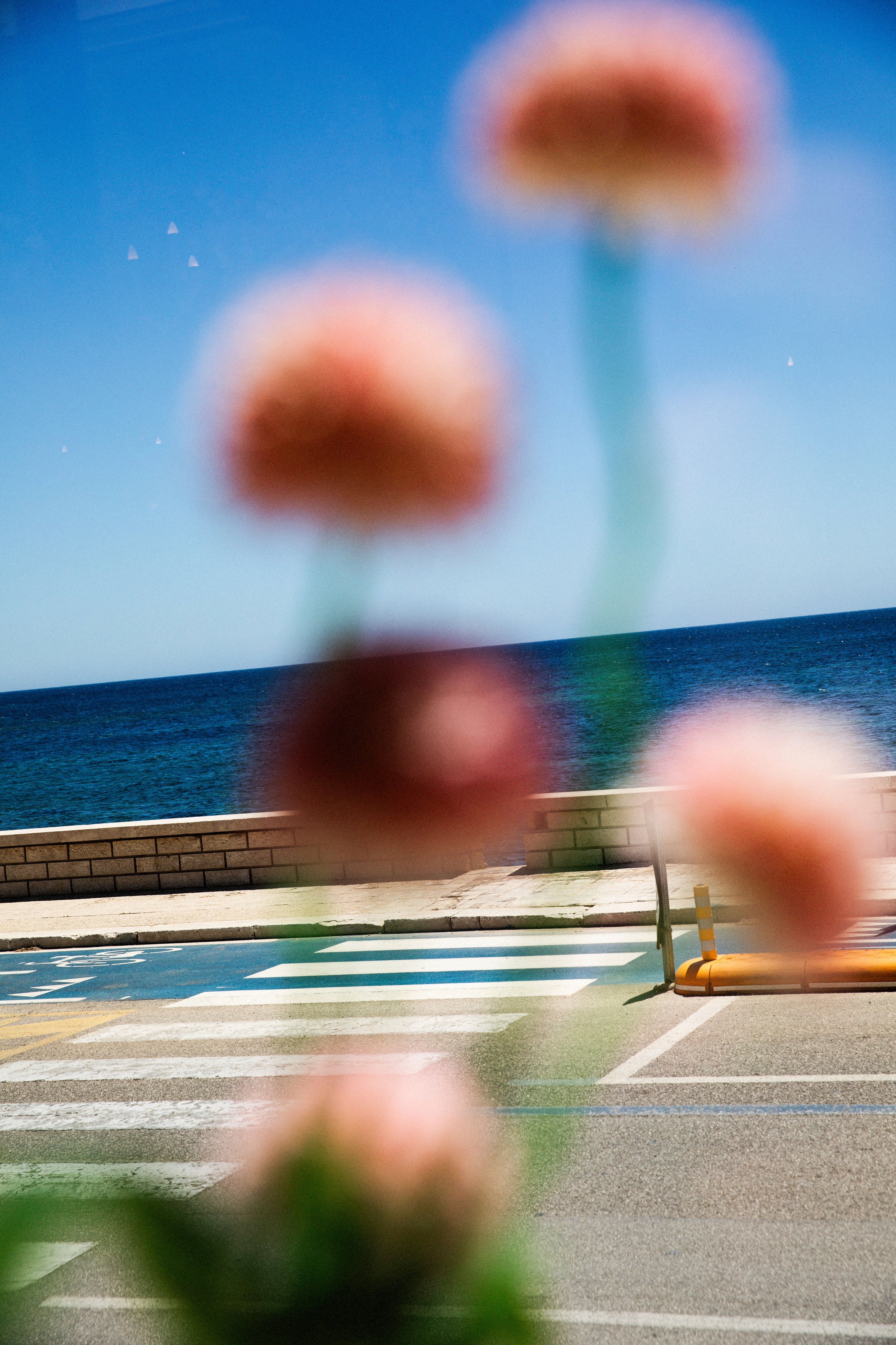 A blurred view of pink flowers in the foreground overlooks a coastal road with a crosswalk and the sea.