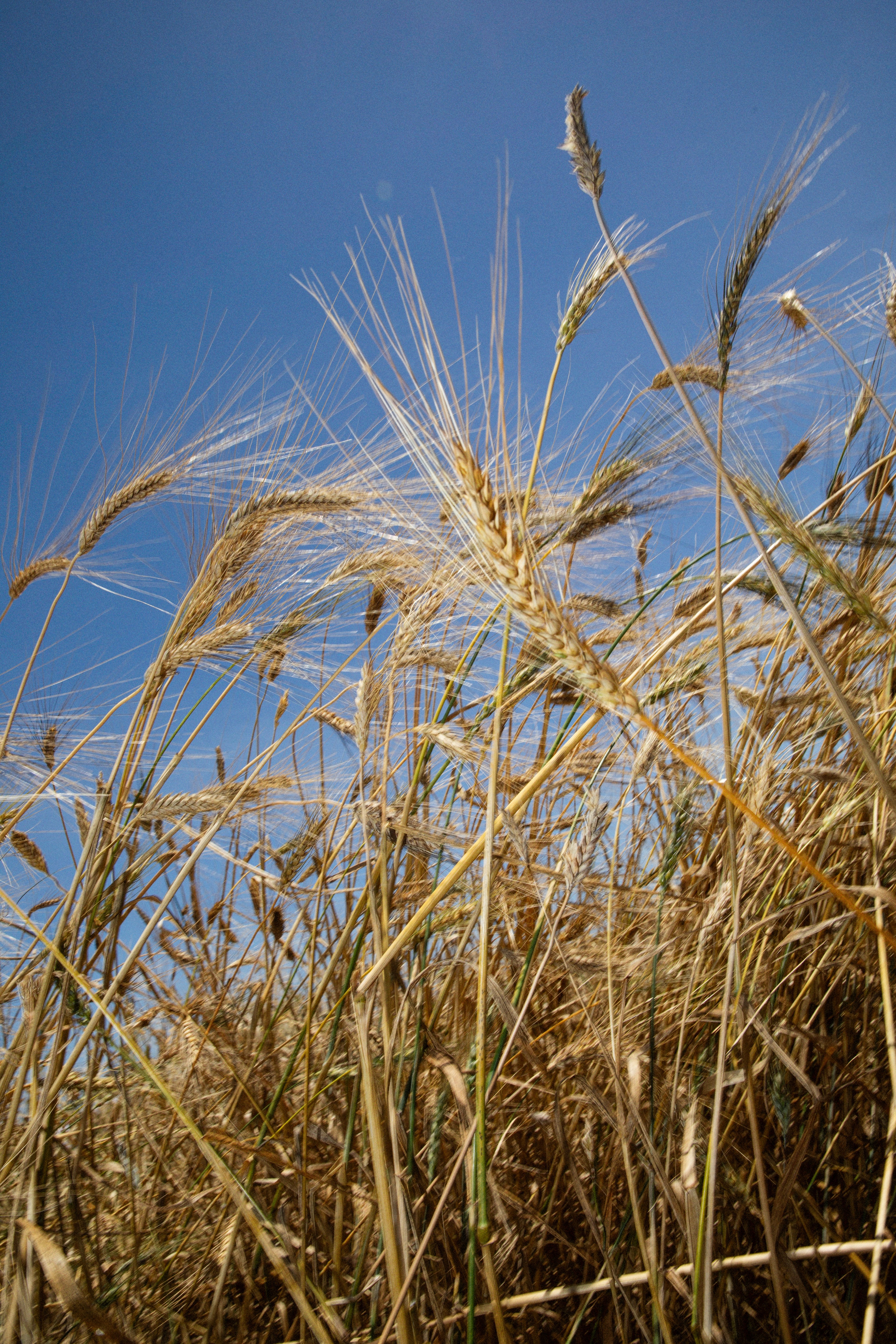 A low-angle view captures golden wheat stalks swaying against a clear blue sky.