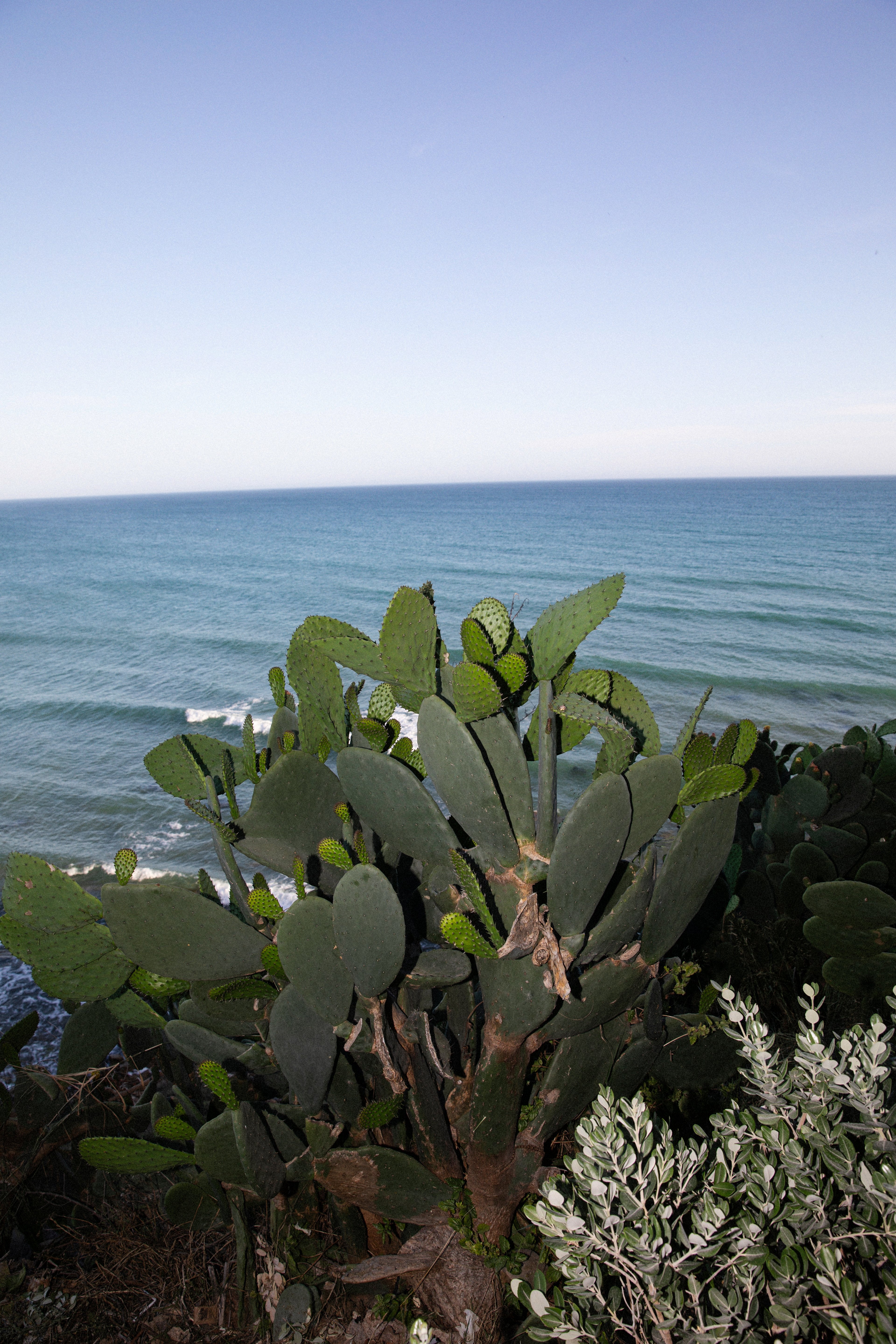 A large prickly pear cactus stands on a cliff overlooking the calm blue ocean under a clear sky.