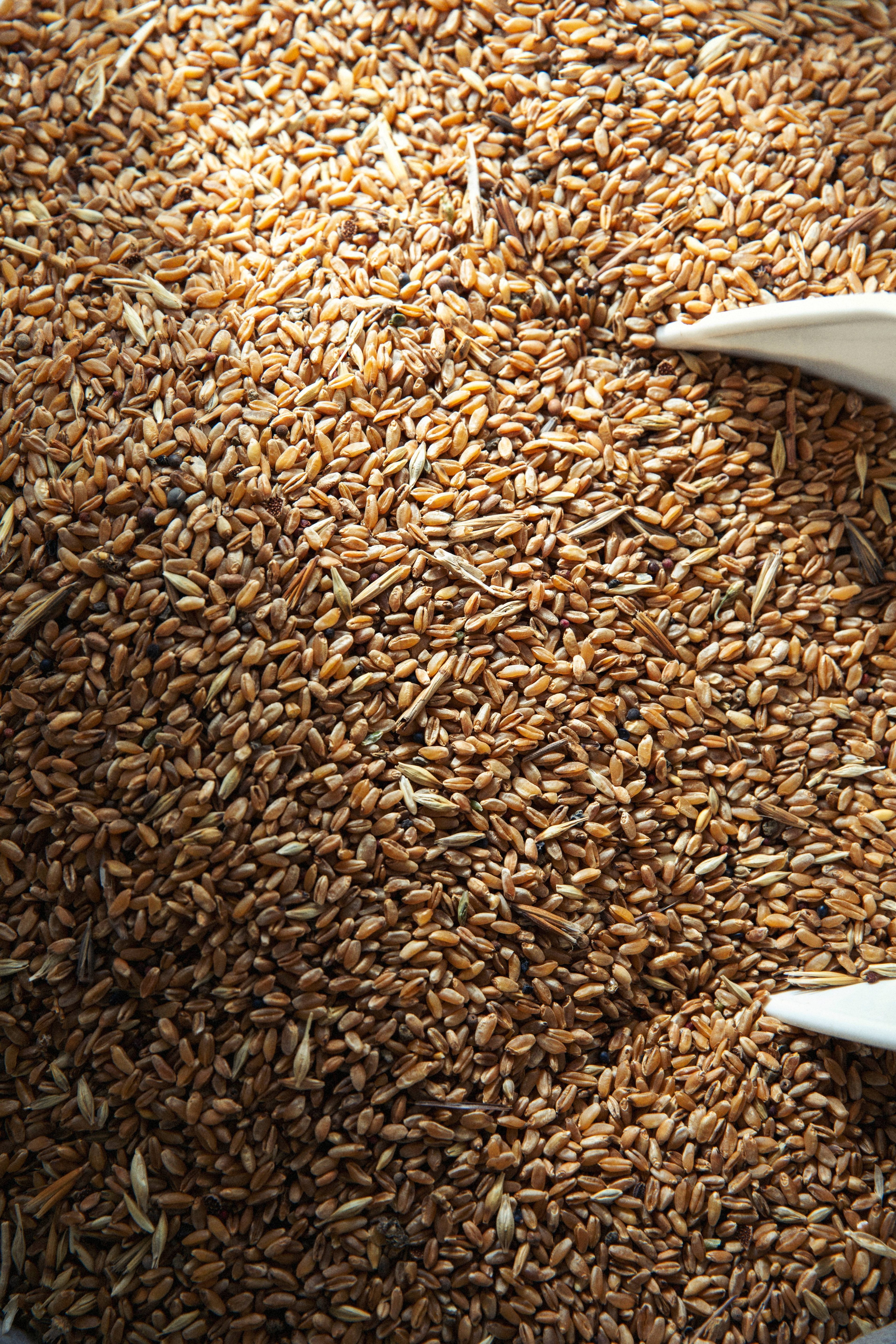 A top-down view of a large pile of raw, golden-brown wheat grains being scooped with a white utensil.