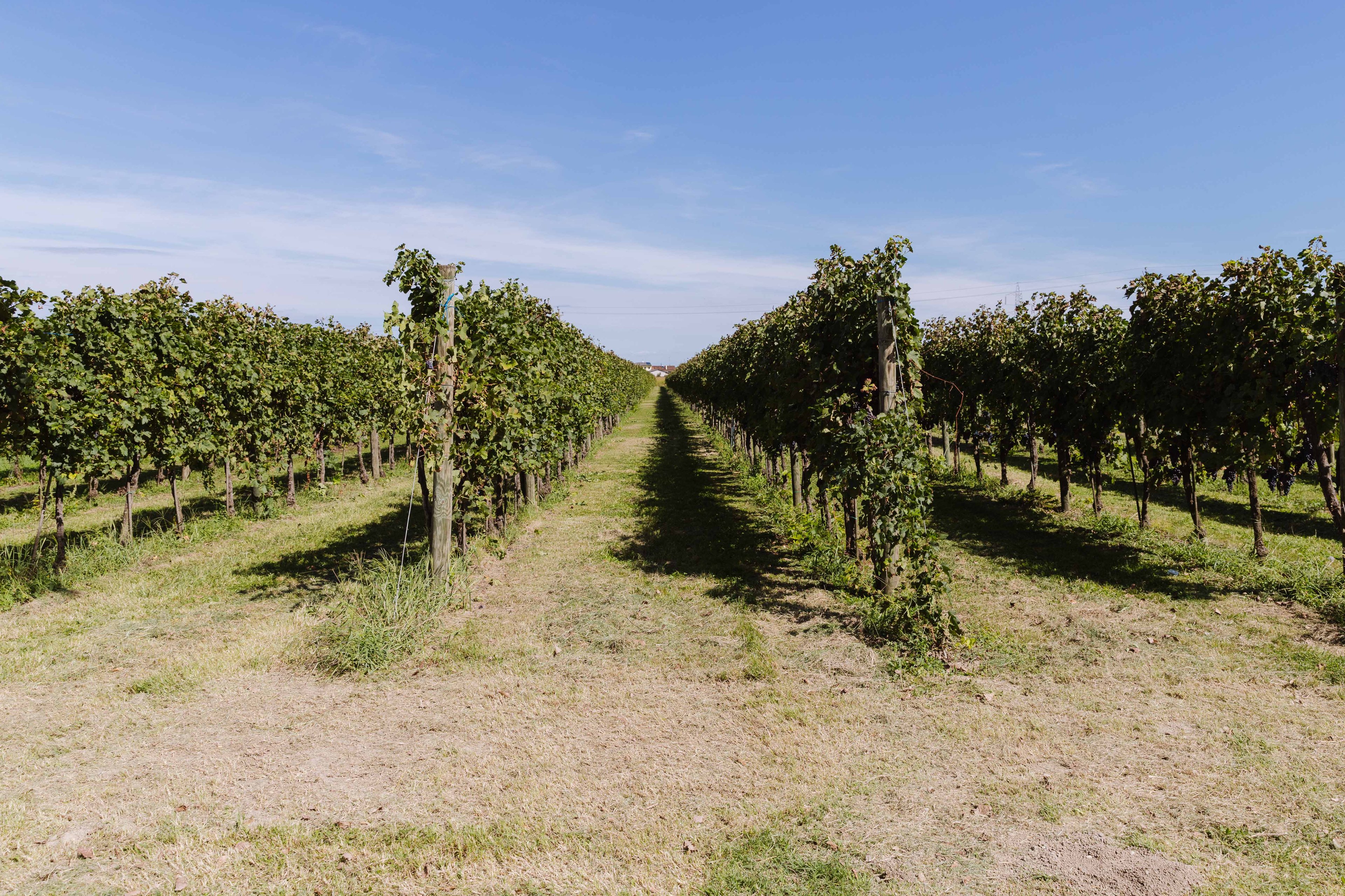 A scenic view of a vineyard with rows of grapevines stretching toward the horizon under a clear blue sky.