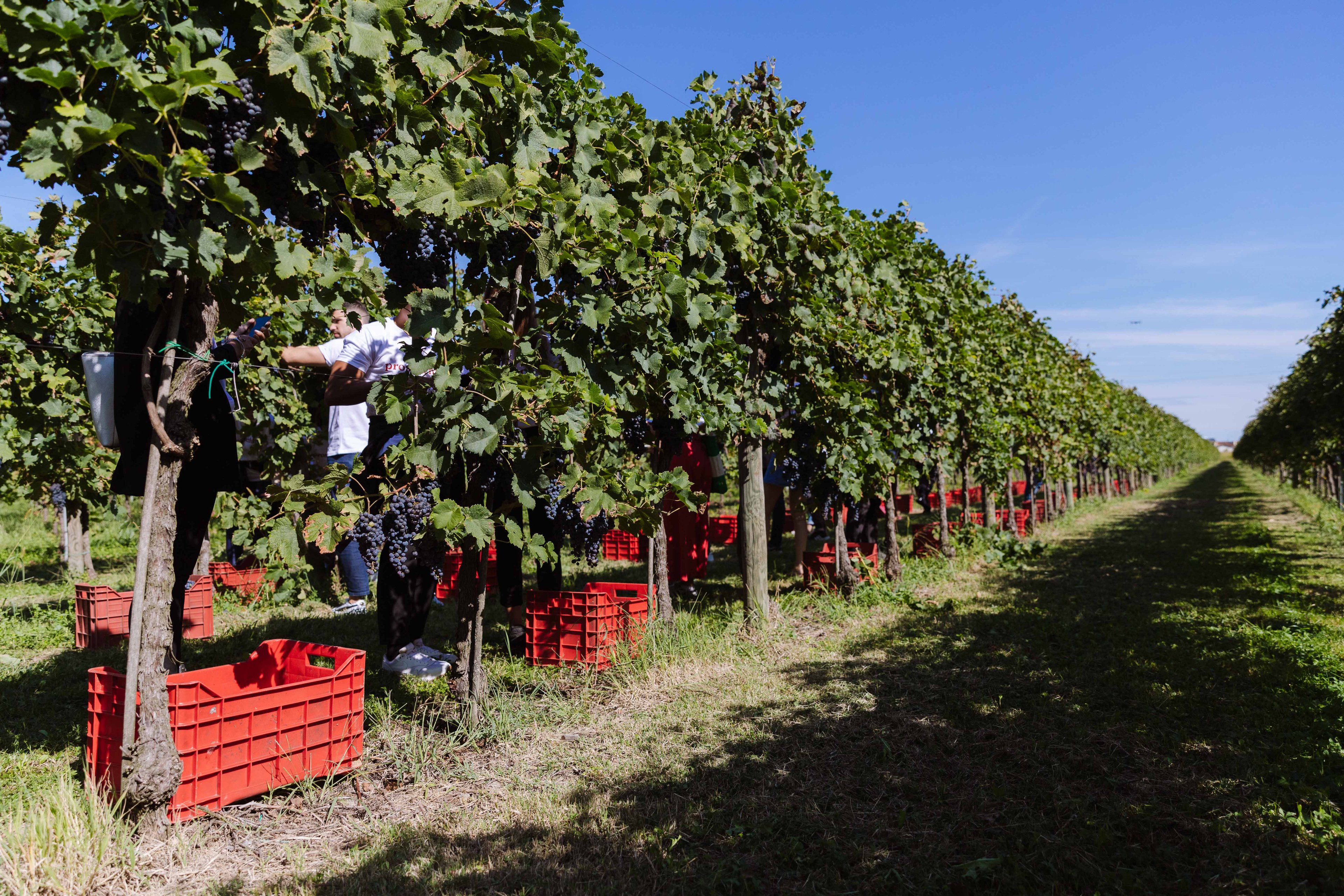 People harvest ripe grapes from vines in a sunny vineyard during the day.