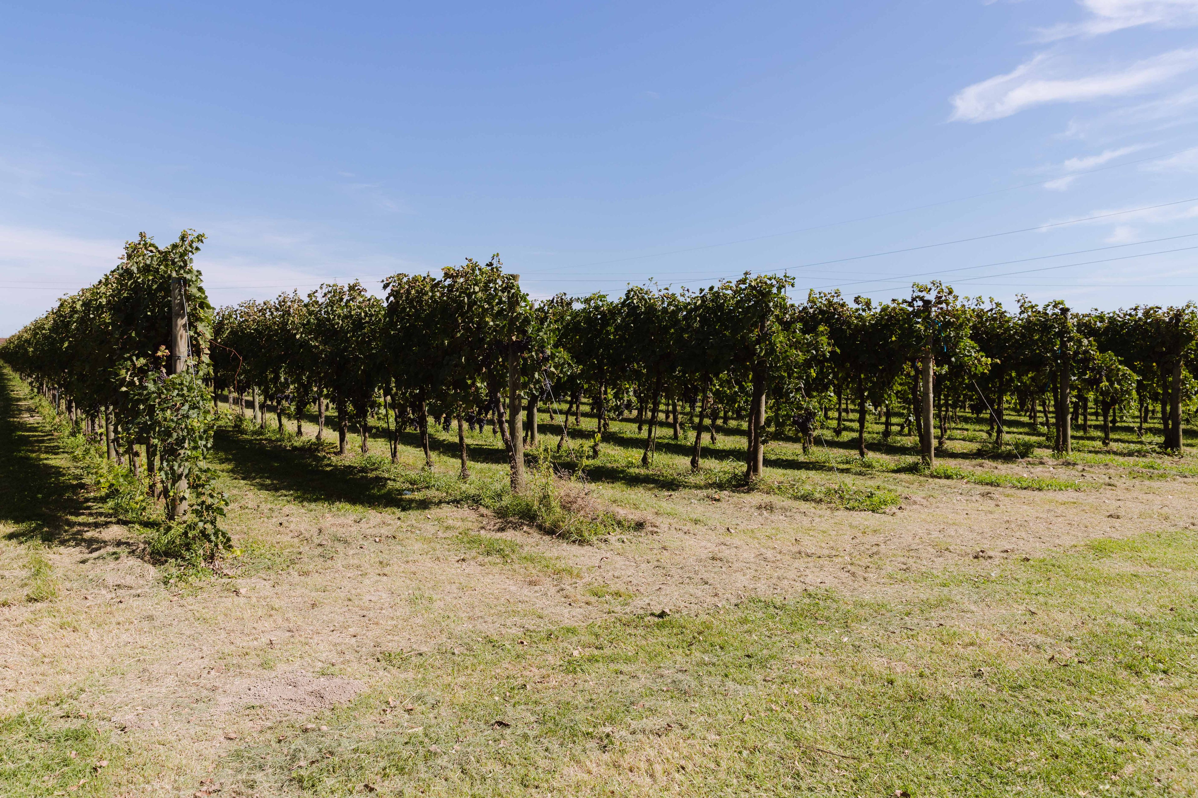 A sunny vineyard with rows of grapevines stretching across a grassy field under a clear blue sky.