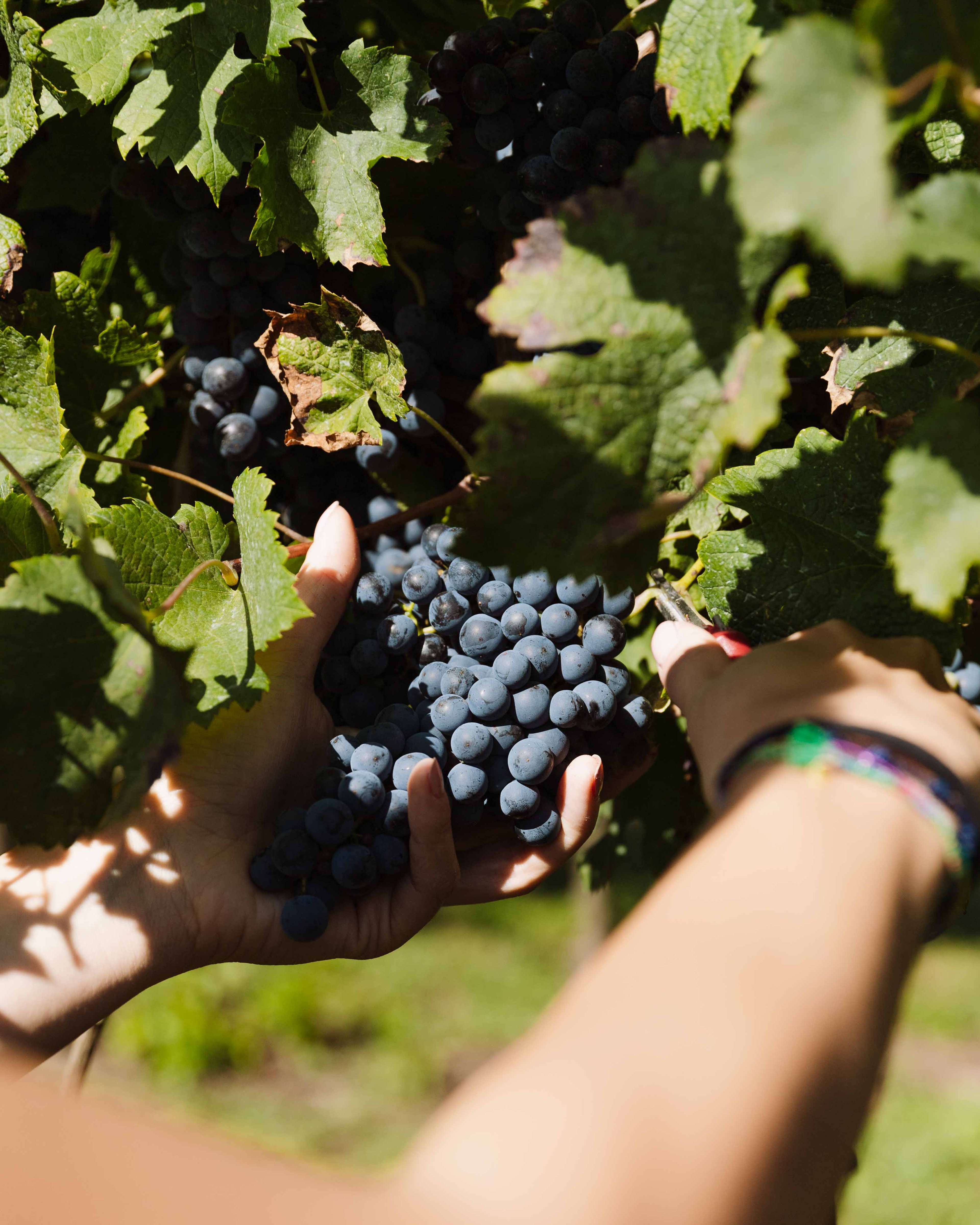 A person harvests a cluster of ripe dark grapes from a vine in a sunlit vineyard.