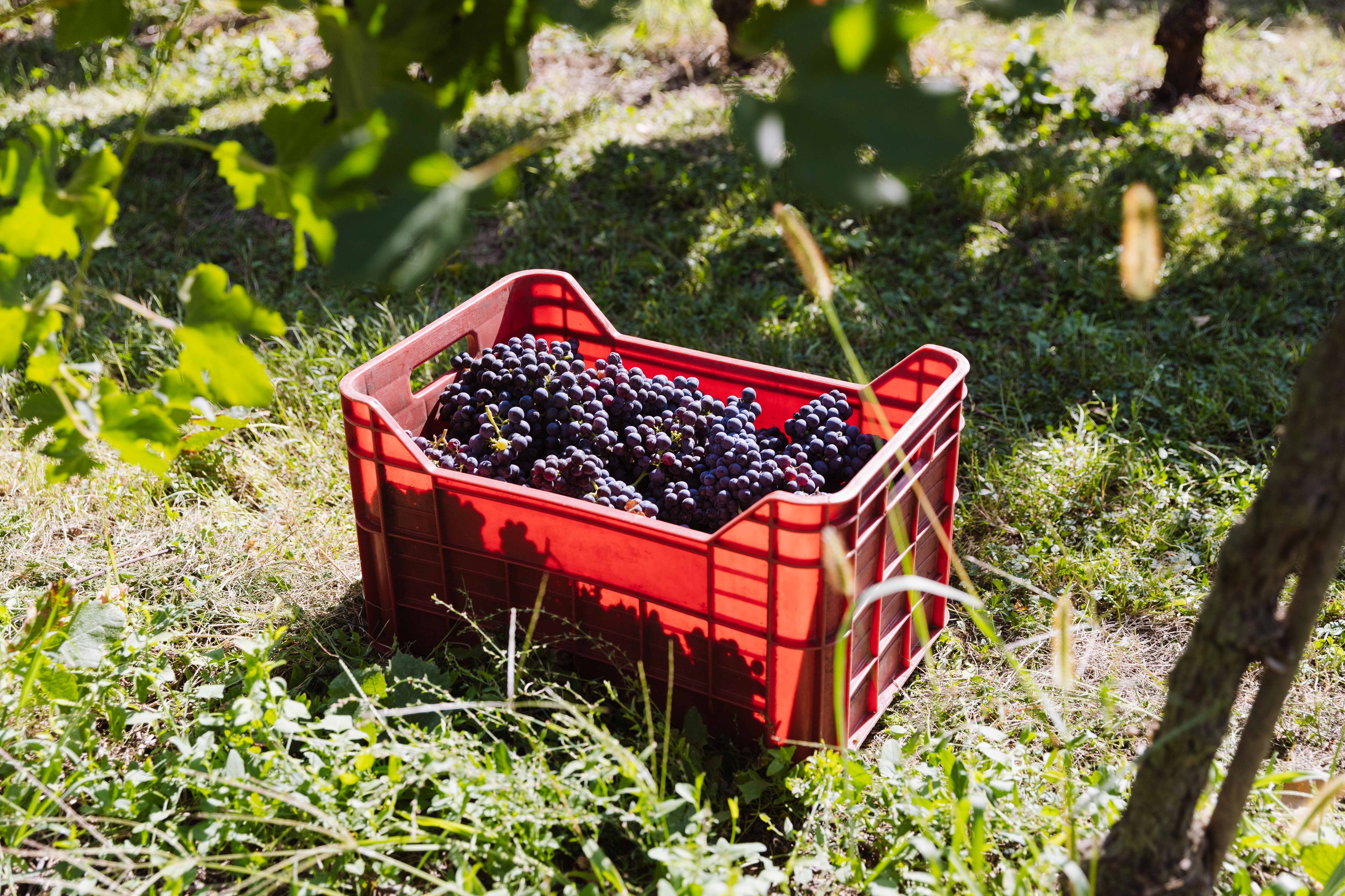 A red plastic crate filled with freshly harvested dark purple grapes sits on the grass in a vineyard.