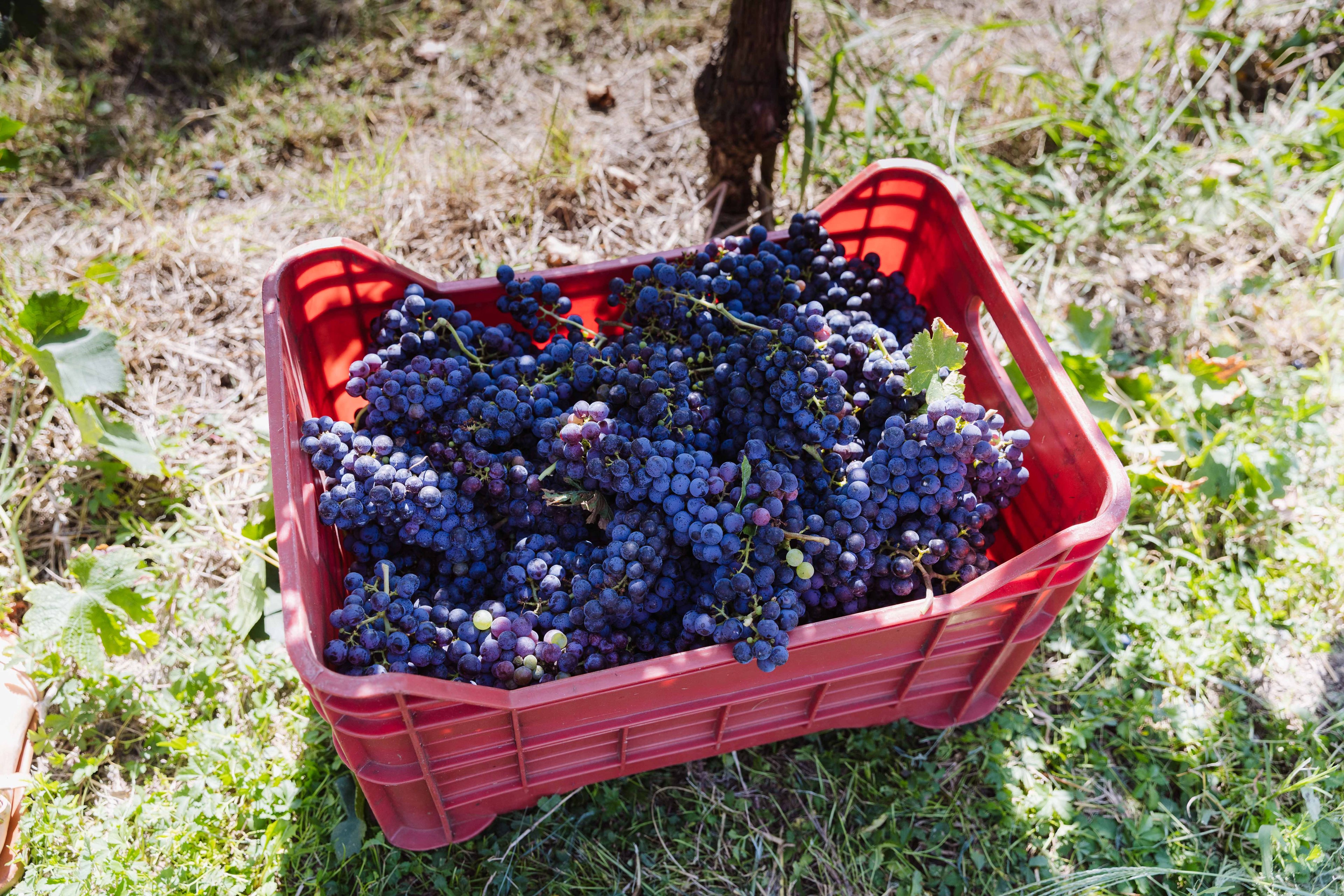 A red plastic crate filled with freshly harvested dark purple wine grapes sits on the grass in a vineyard.