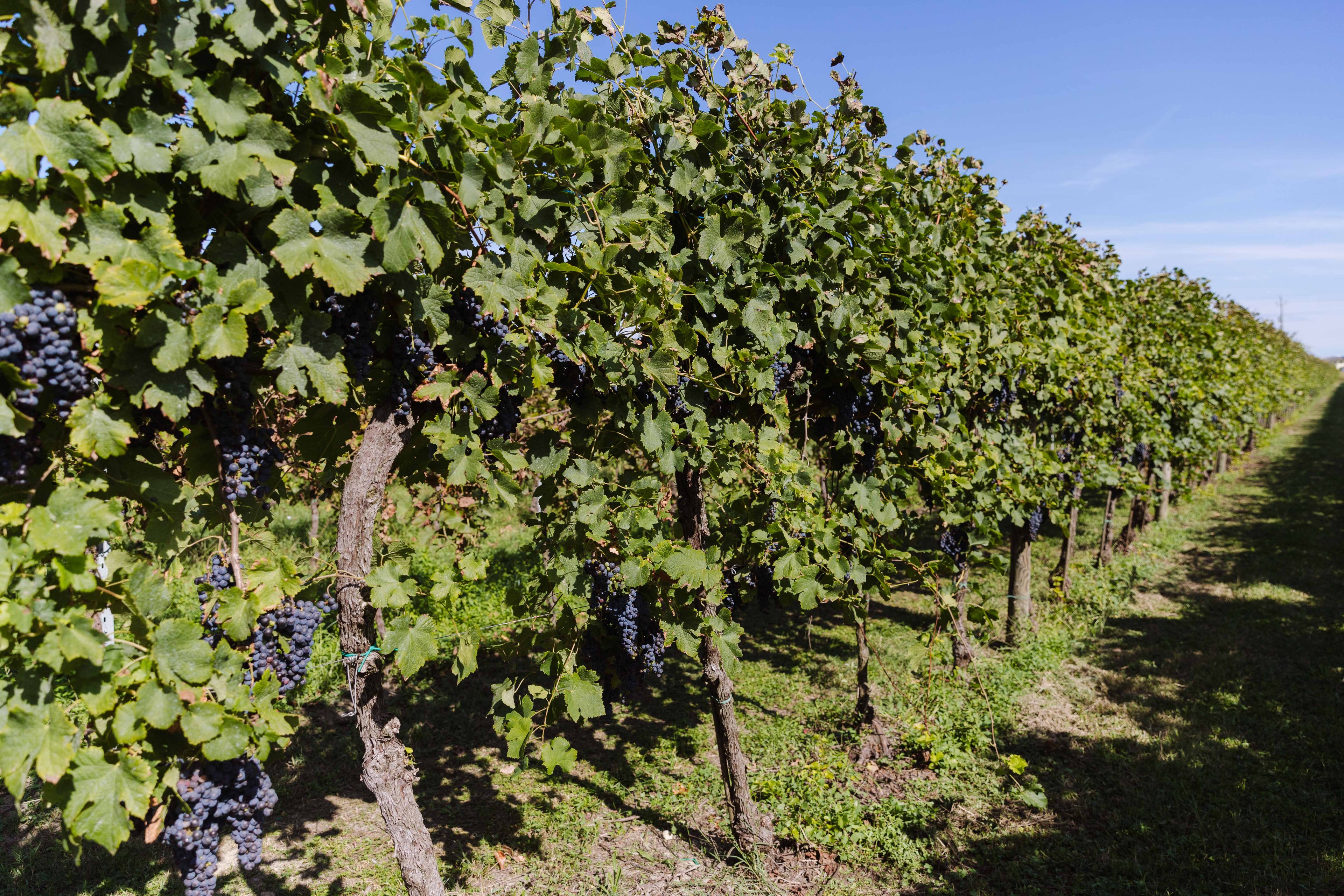 A sunlit vineyard row features clusters of ripe dark grapes hanging from lush green vines.