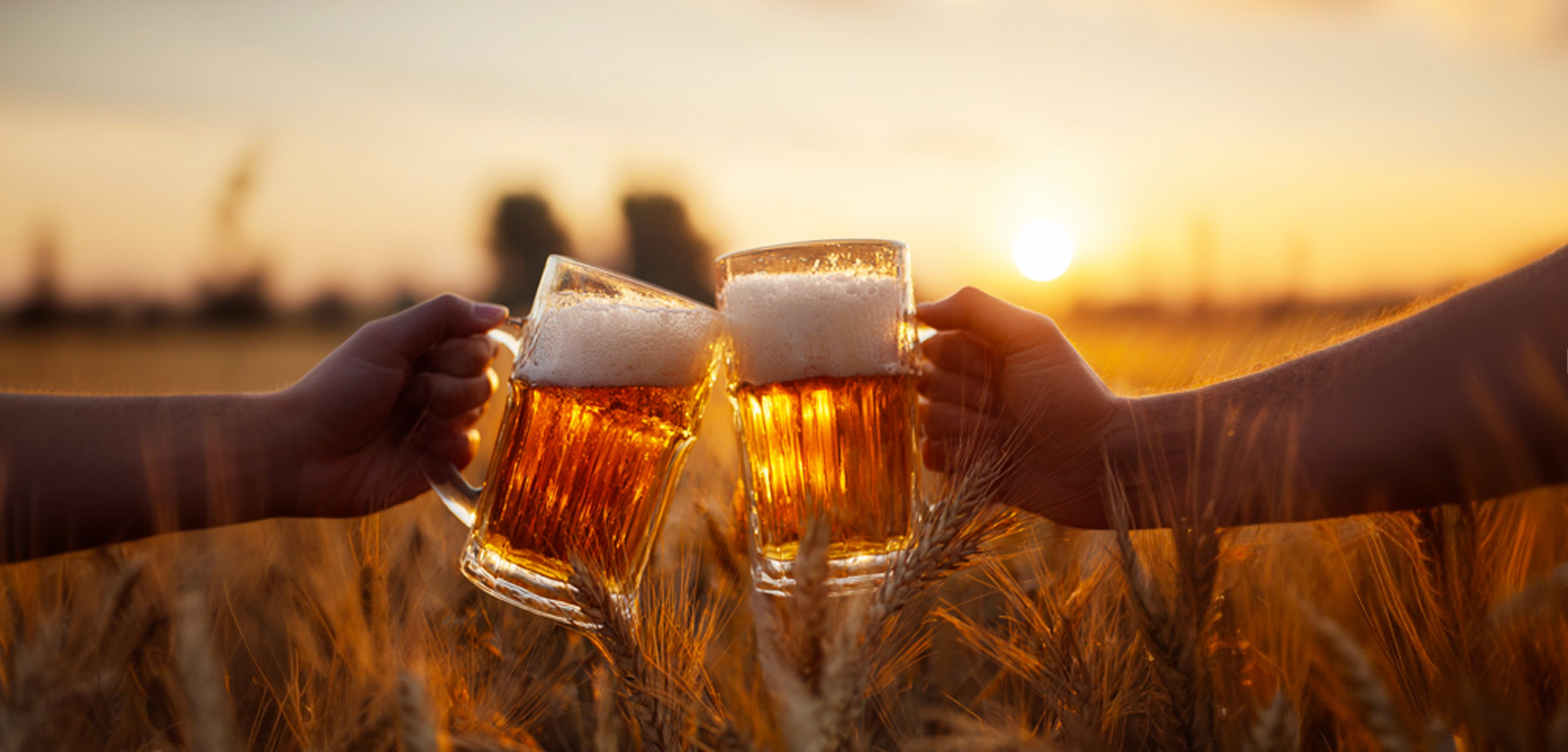 Two people toast with mugs of beer in a golden wheat field at sunset.